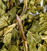 Close-up of loose green sencha tea leaves and stems.
