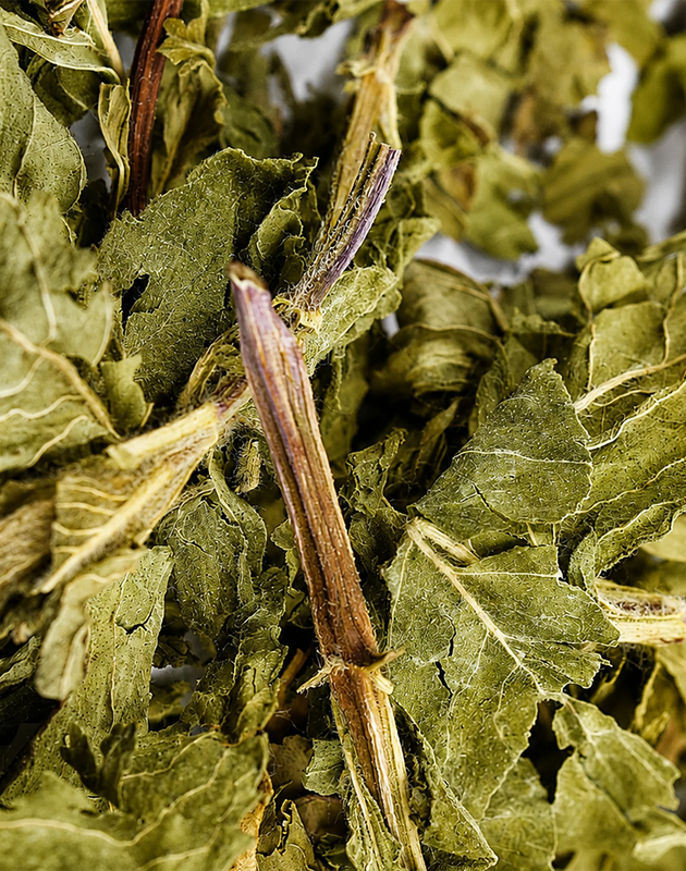 Sencha green tea jar, glass of tea, and tea leaves on a neutral background