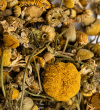 Close-up of dried chamomile flowers and herbal tea blend for Calmo Tea